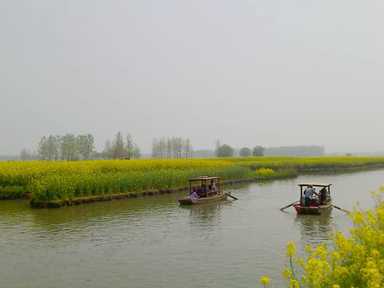 千岛油菜花之旅4